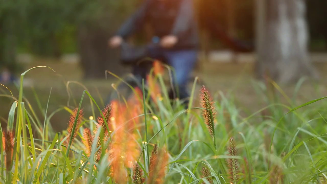 秋季郊游骑行与茅草视频素材