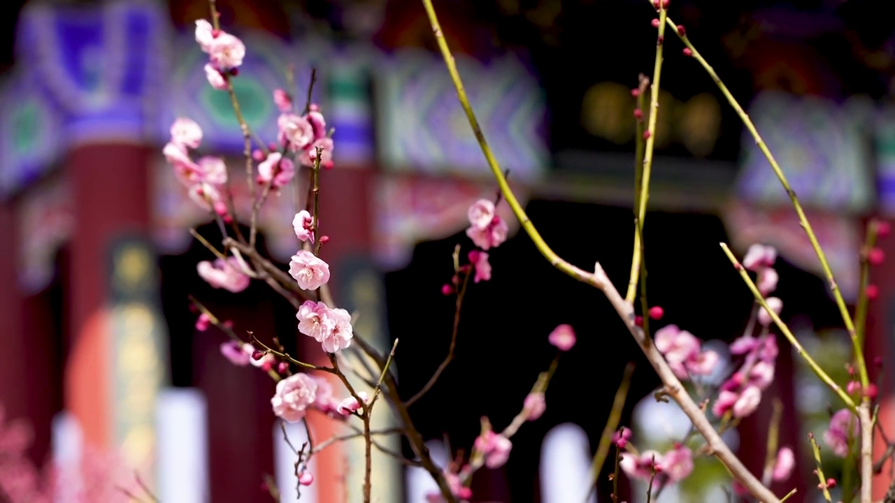 春天江苏南京梅花山，博爱阁旁梅花开放视频素材