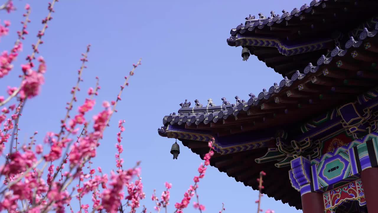 春天江苏南京明孝陵景区，梅花环抱梅花山博爱阁视频素材