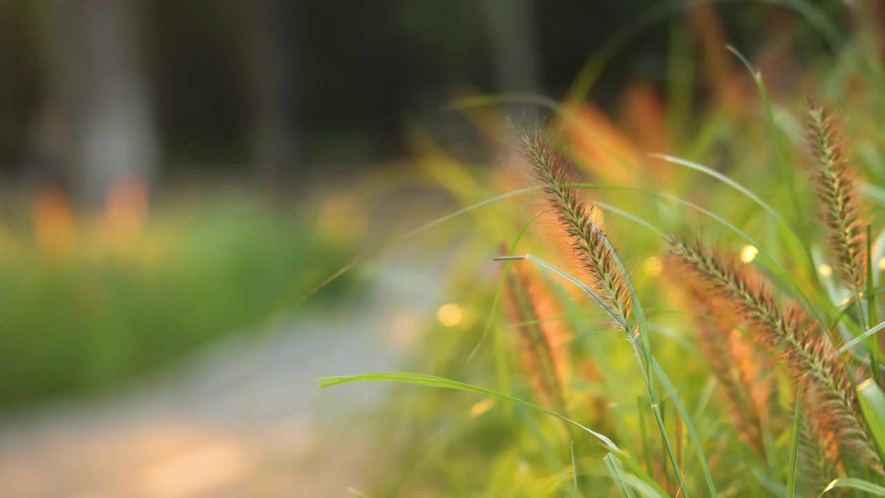 秋天茅草浪漫自然视频素材