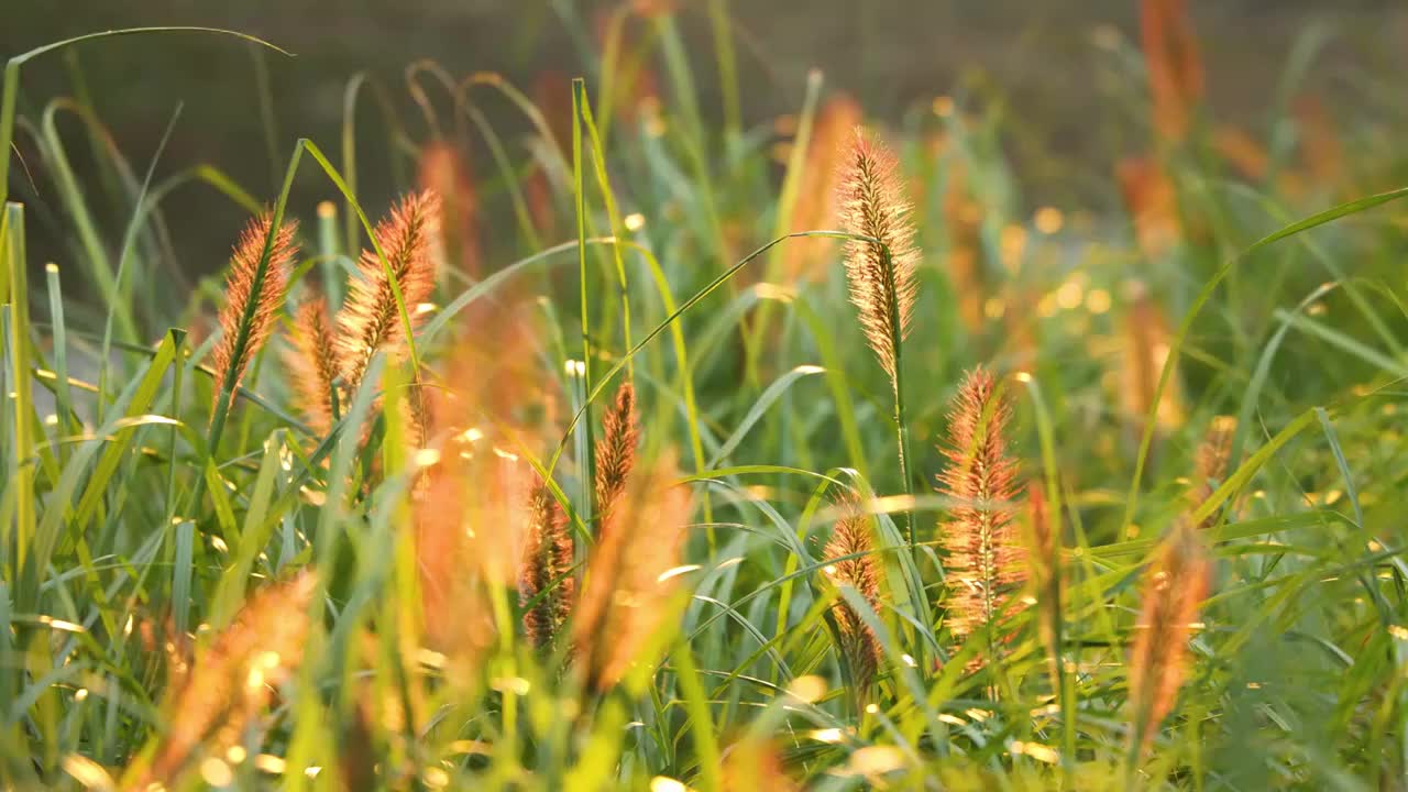 秋天茅草浪漫自然视频素材