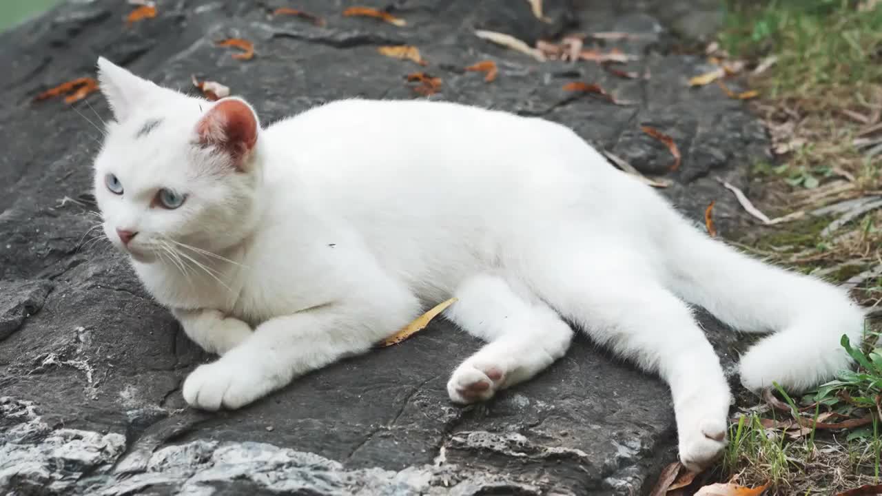 户外白猫躺在坐在地上视频素材