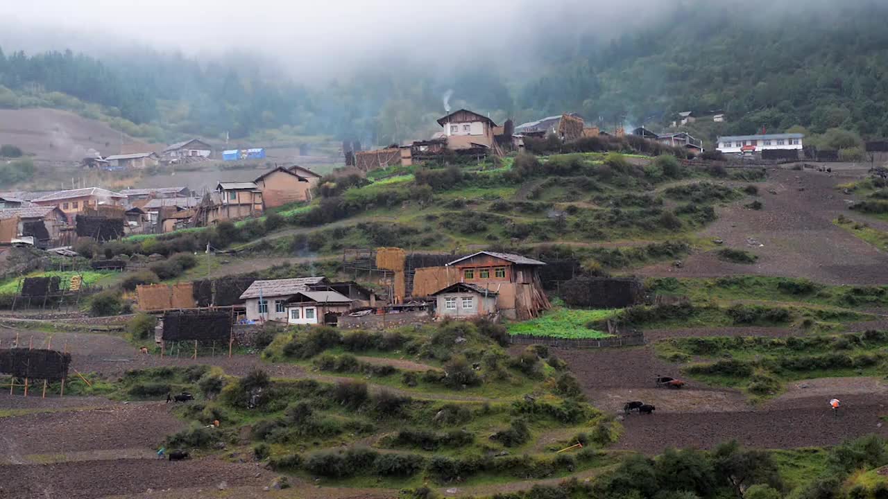 山间二牛抬杠犁地视频素材