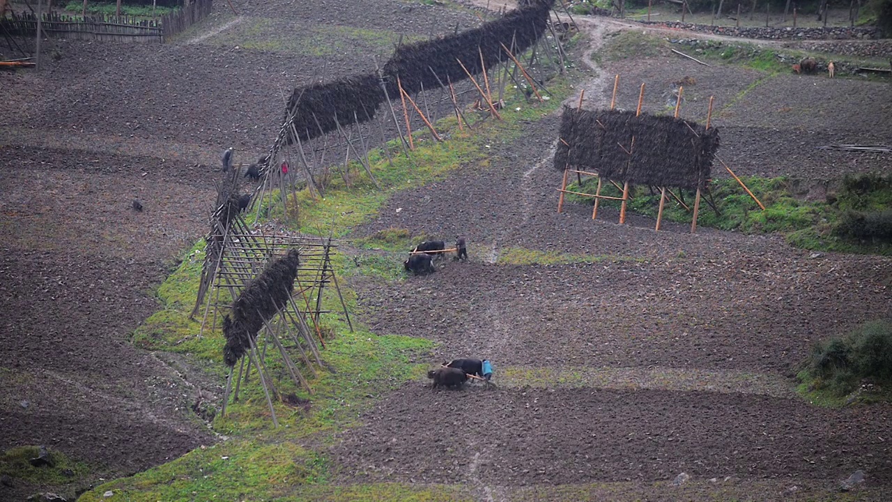 山间二牛抬杠犁地视频素材