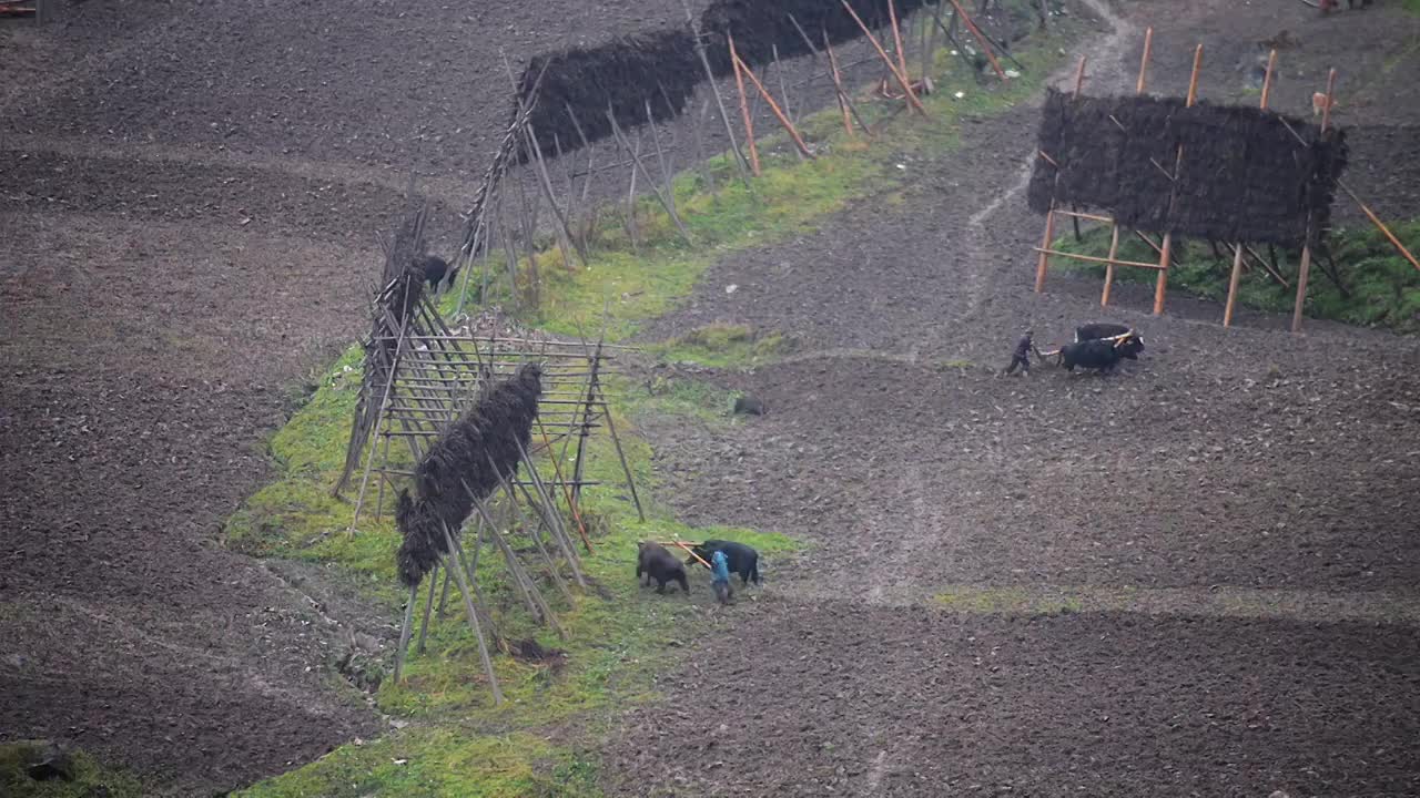 山间二牛抬杠犁地视频素材