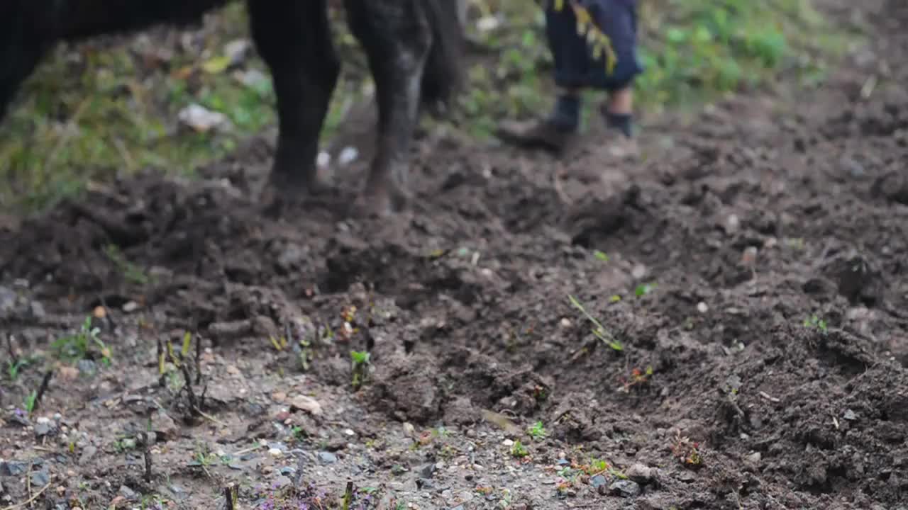 山间二牛抬杠犁地视频素材