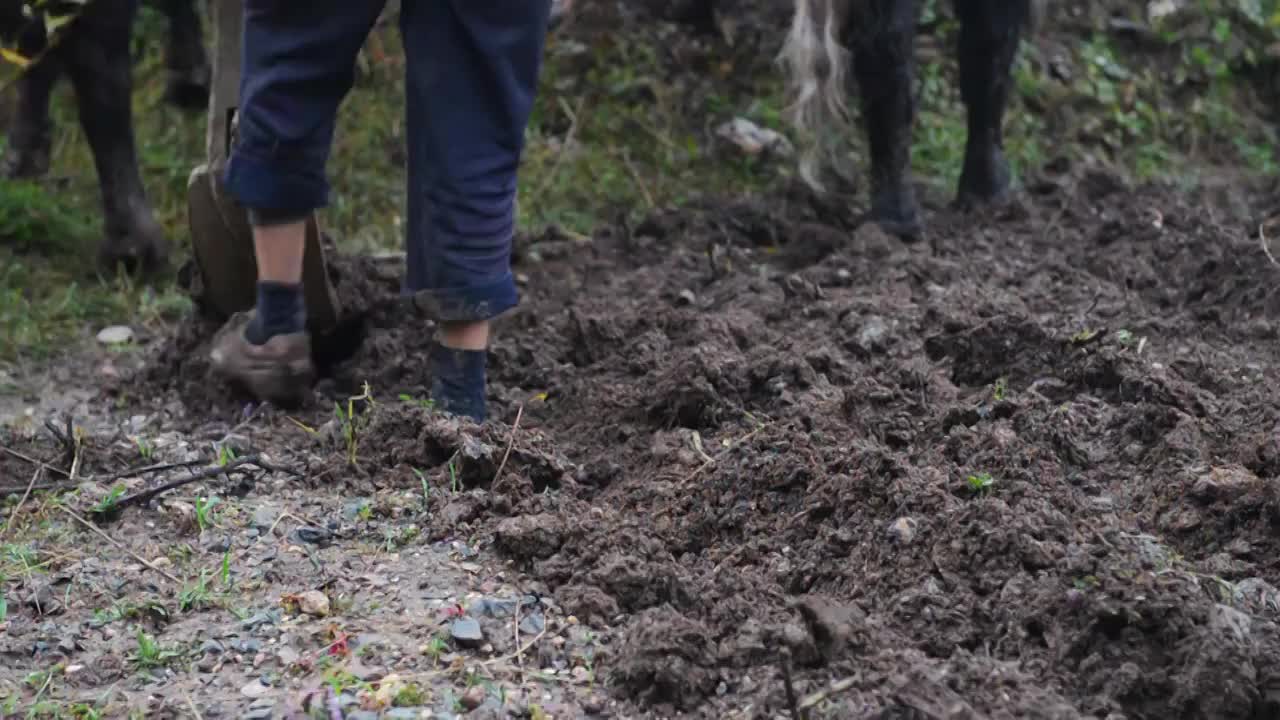 山间二牛抬杠犁地视频素材