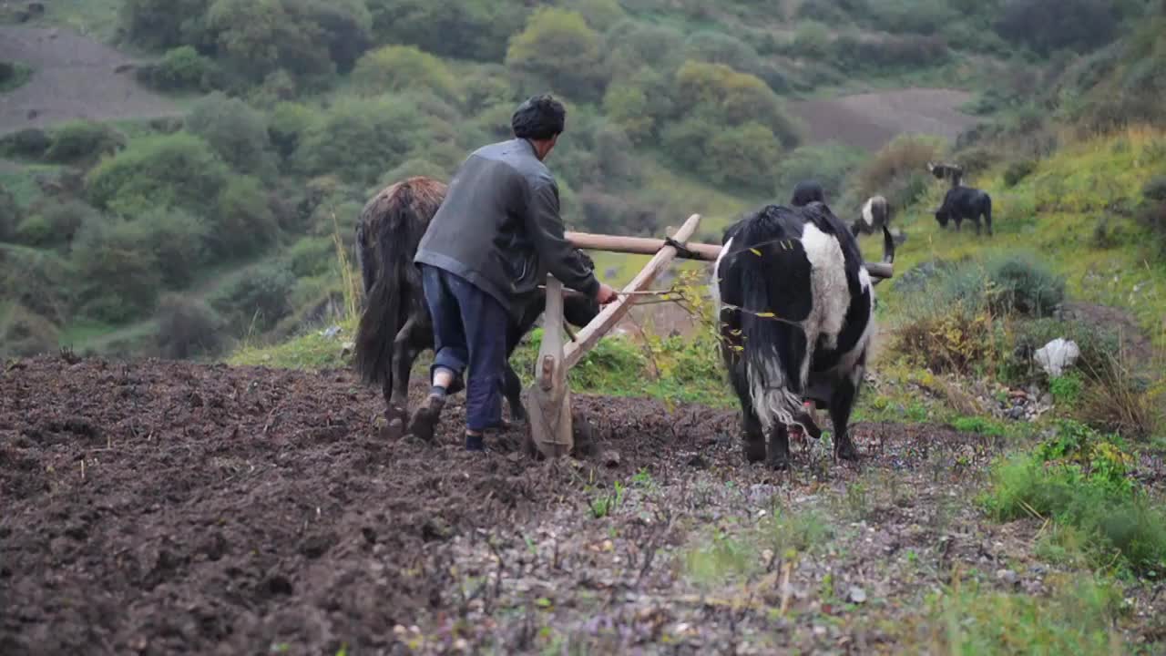 山间二牛抬杠犁地视频素材