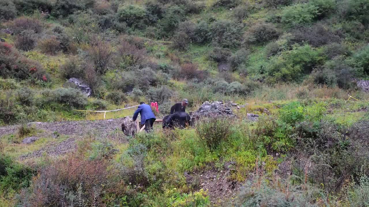 山间二牛抬杠犁地视频素材