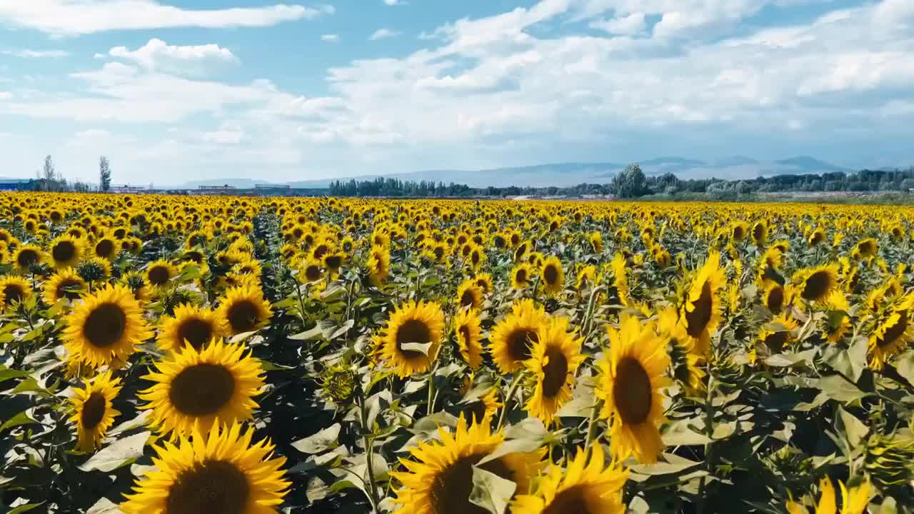 盛开的向日葵视频素材