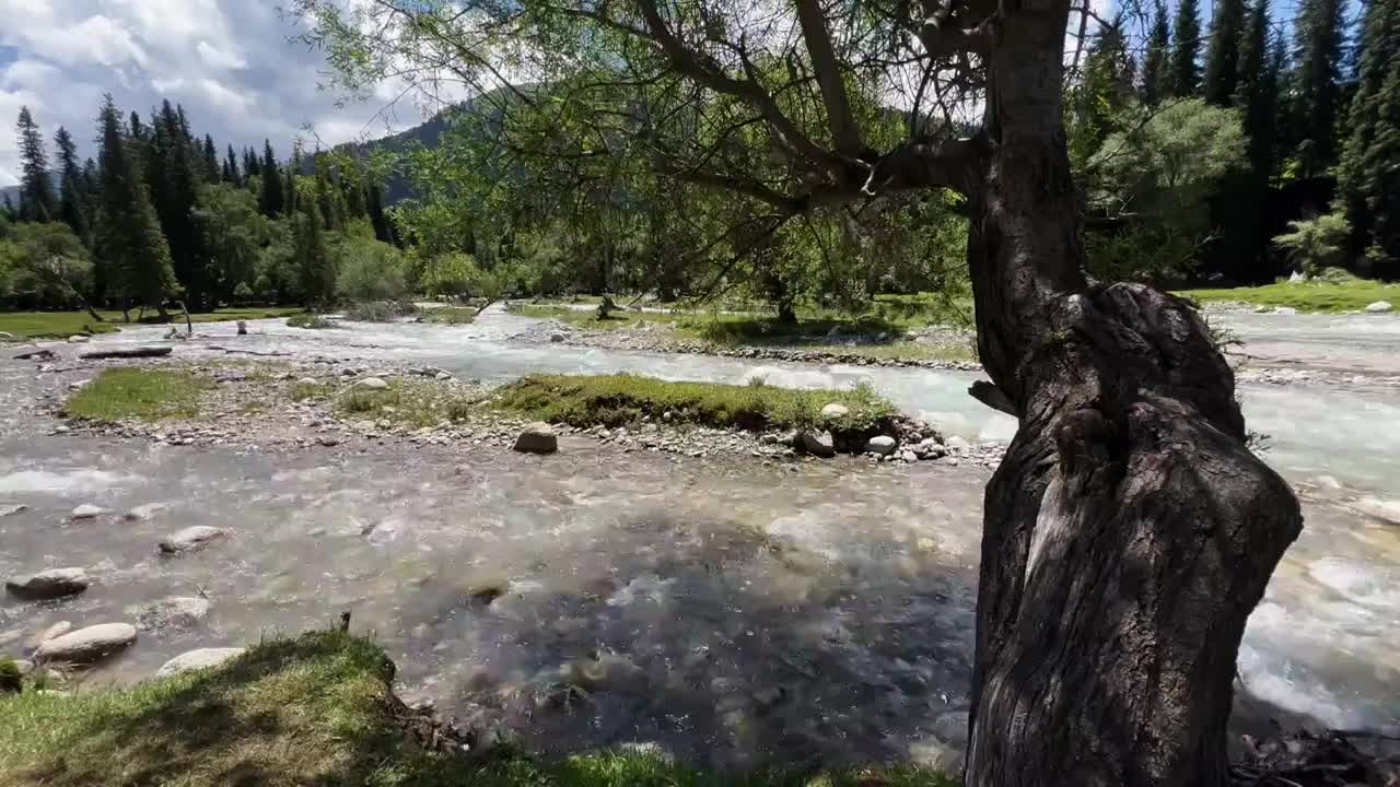 森林河流大自然风景视频素材