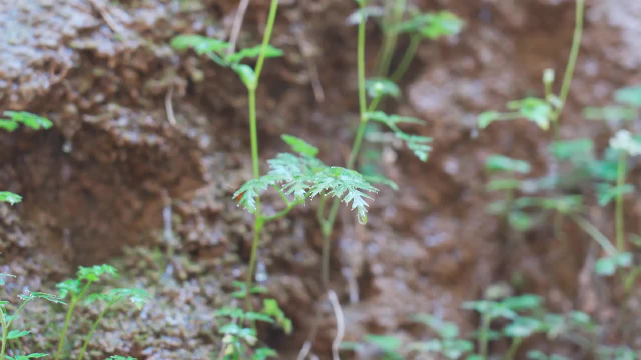 阳光山植物水流视频素材