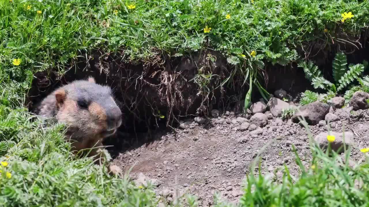 生活在莫斯卡的旱獭视频素材