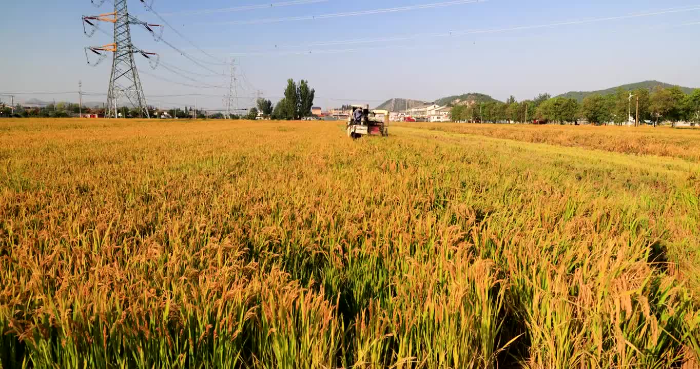 秋收季节，联合收割机在稻田收割水稻视频素材