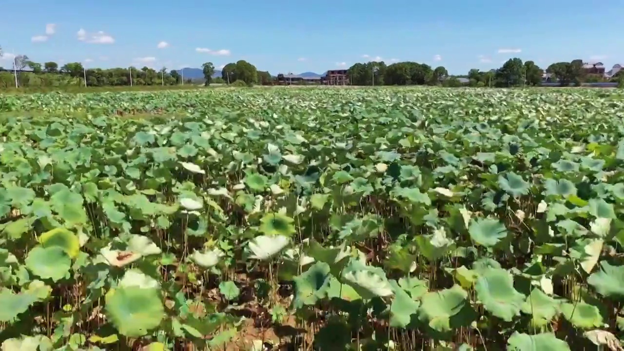 实拍乡村荷塘视频素材