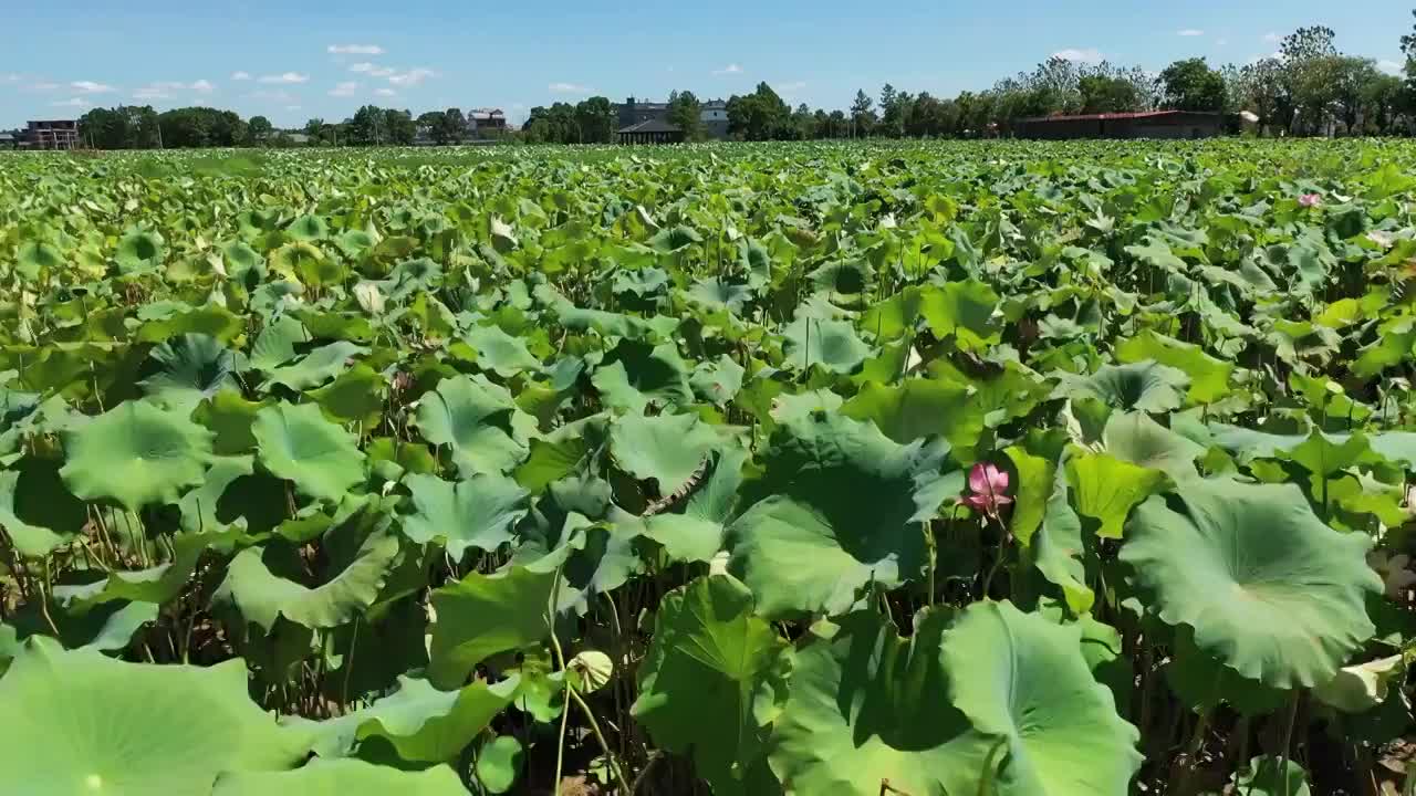 夏日乡村荷塘风光视频素材