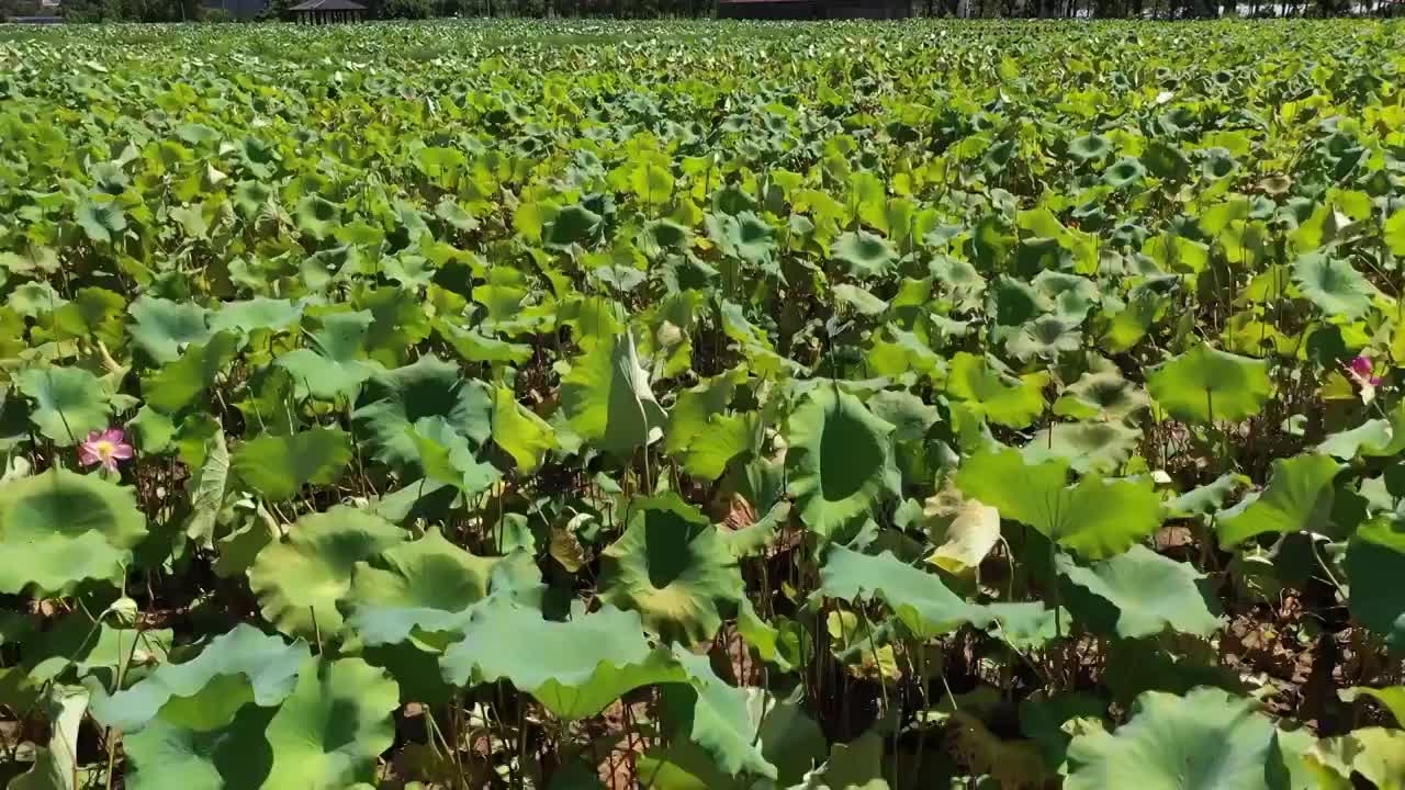 夏日乡村荷塘风光视频素材