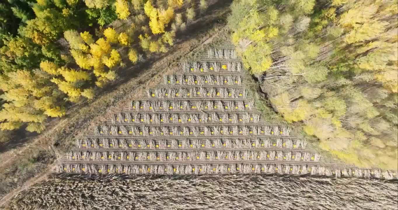 航拍秋季完达山视频素材