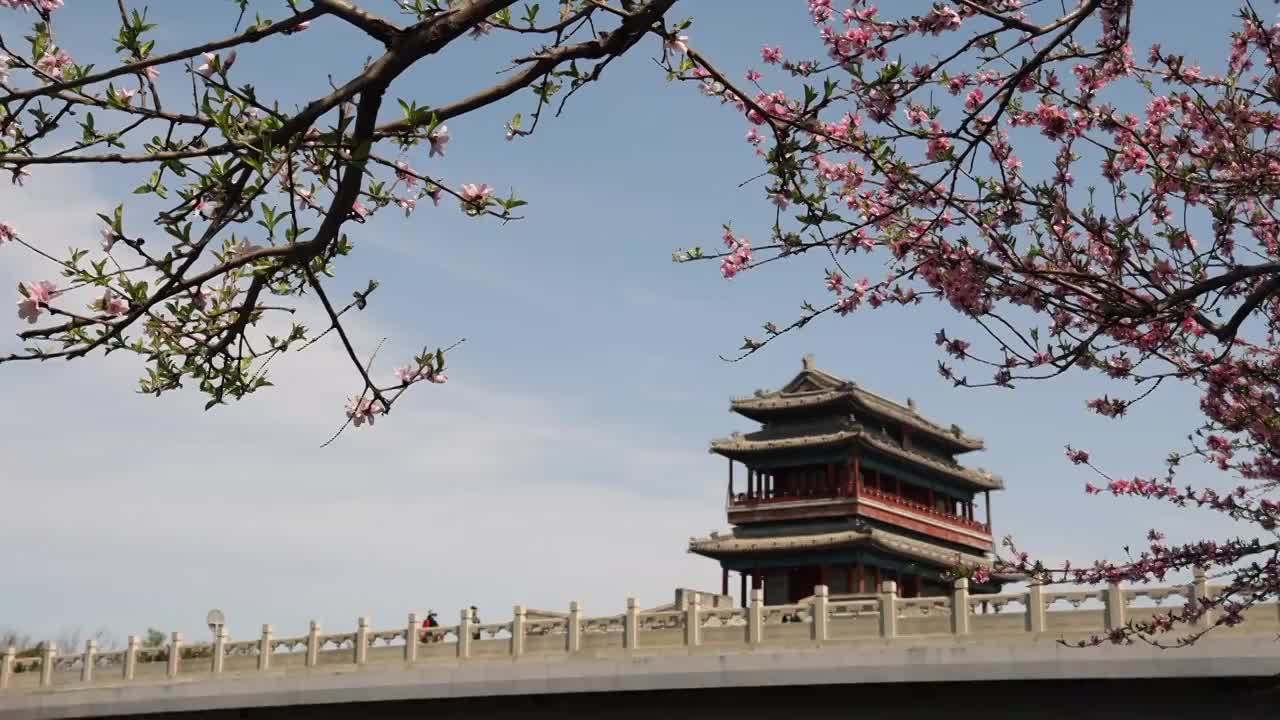 永定门桃花视频下载