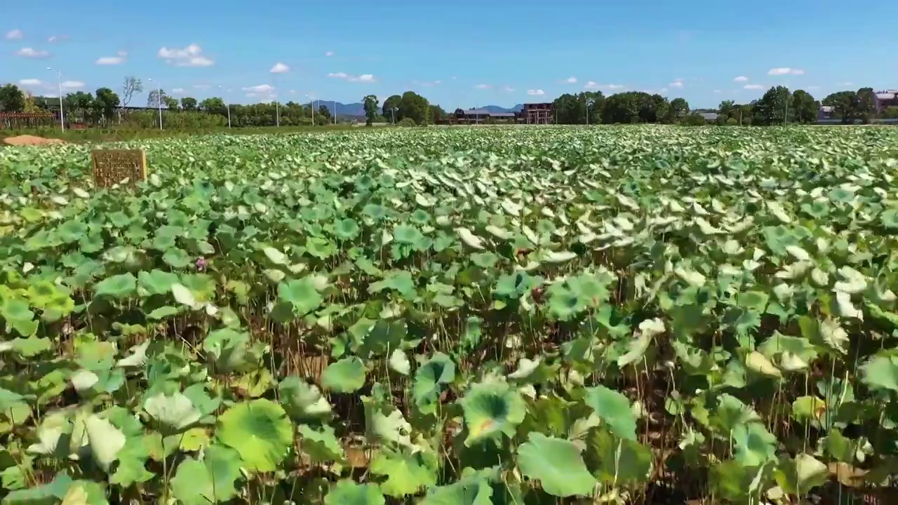 乡村荷塘视频素材