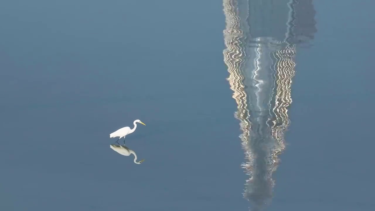 海鸟觅食海面倒影视频素材