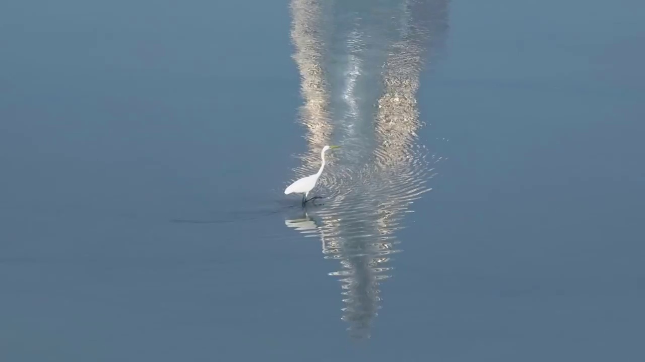 海鸟觅食海面倒影视频素材