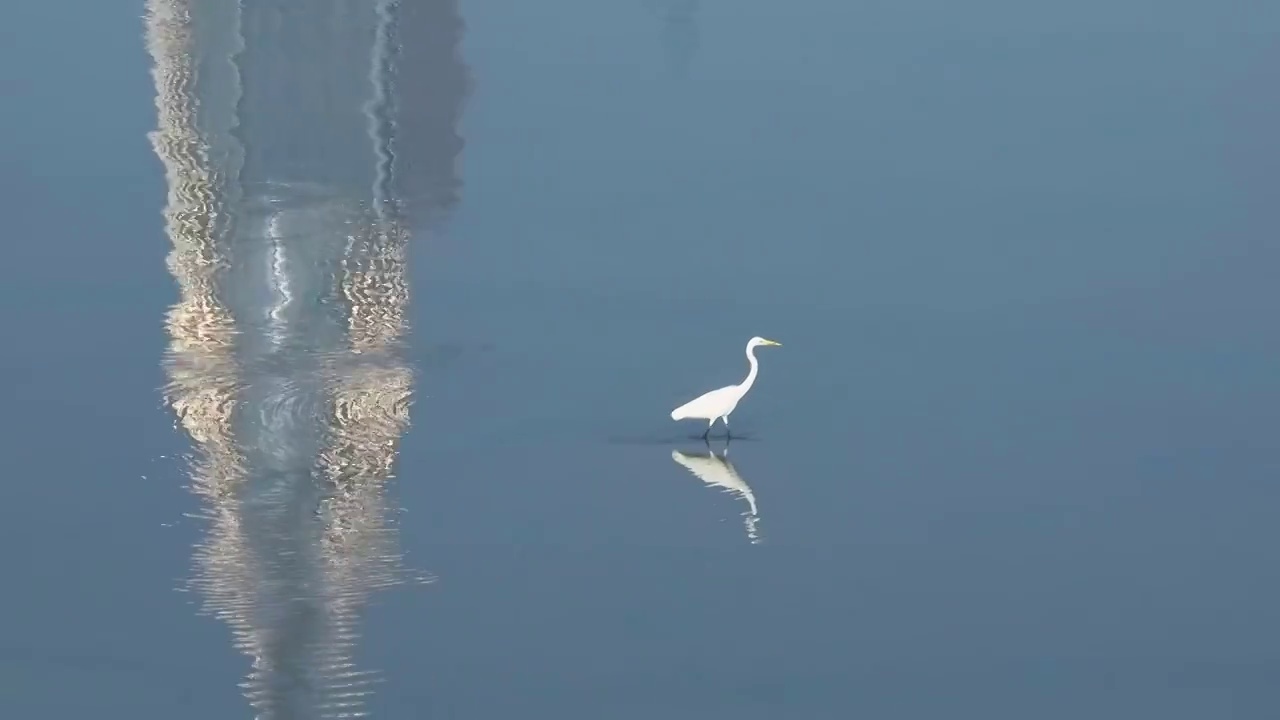 海鸟觅食海面倒影视频素材