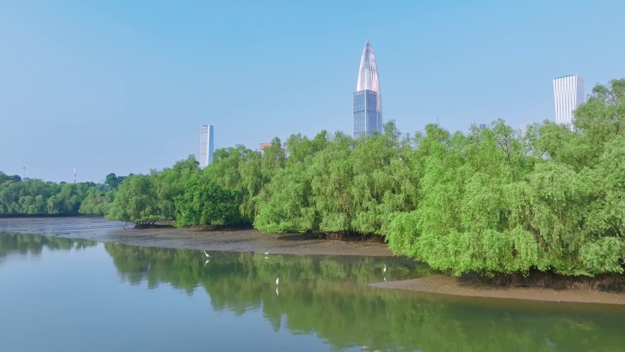 深圳湾南山CBD建筑群视频素材