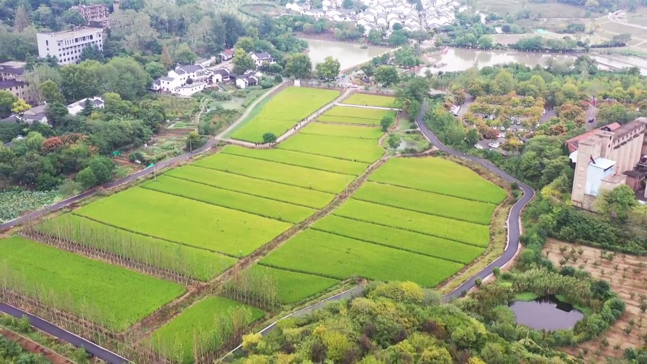 国家森林乡村，南京西岗街道桦墅村稻田的航拍风光视频素材