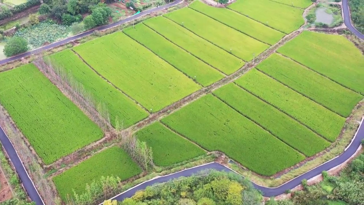 国家森林乡村，南京西岗街道桦墅村的稻田视频素材