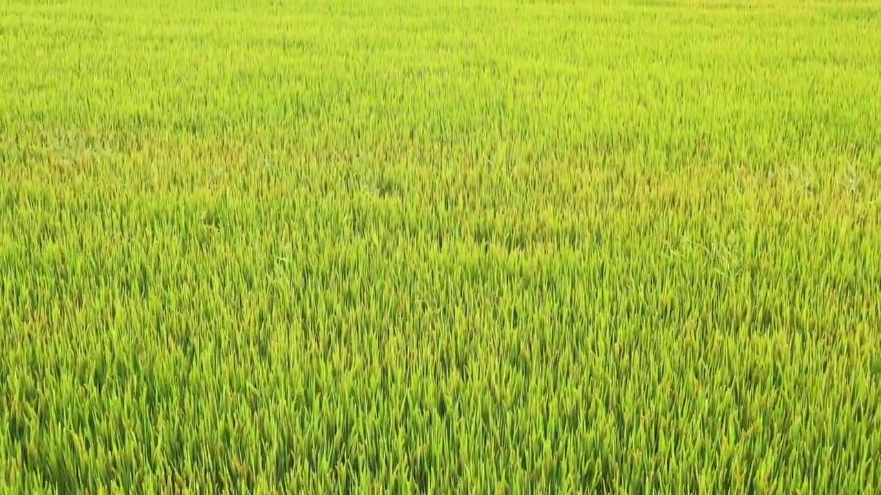 国家森林乡村，南京西岗街道桦墅村的水稻田，水稻视频素材