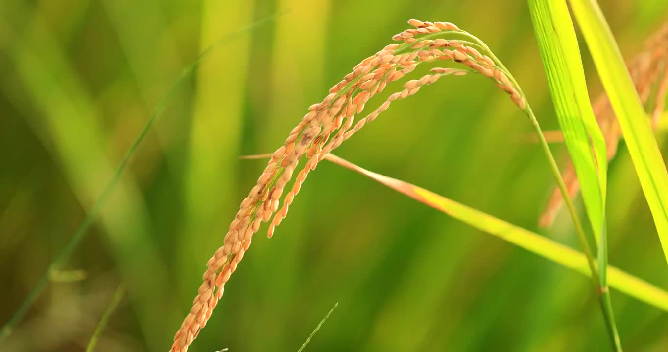 稻花香里说丰年视频素材