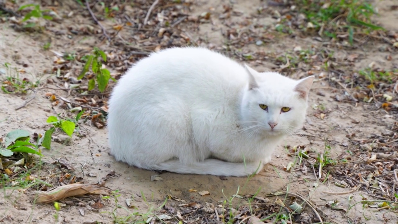 白猫丑猫在户外土地上休息视频素材