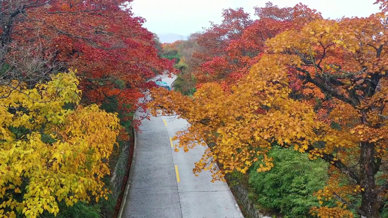 航拍四川峨眉山秋天红叶森林公路美丽风光视频素材