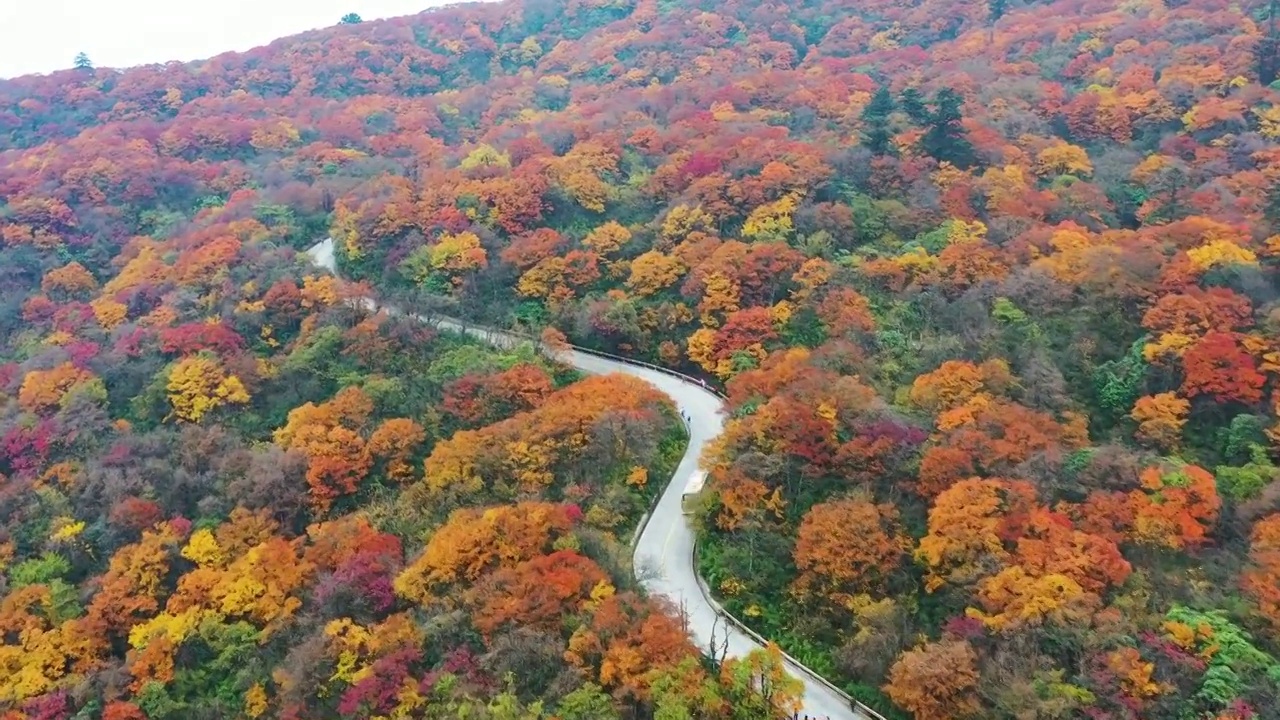 航拍四川峨眉山秋天红叶森林公路美丽风光视频素材