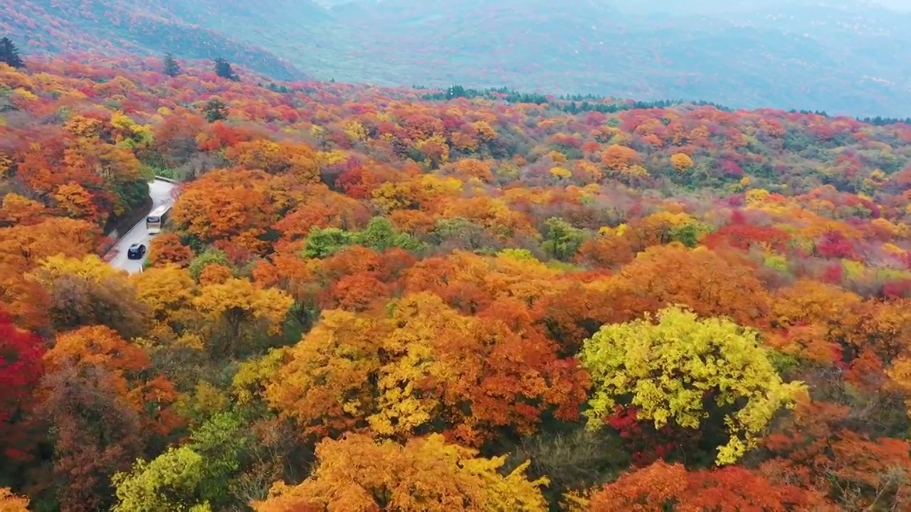 航拍四川峨眉山秋天红叶森林公路美丽风光视频素材