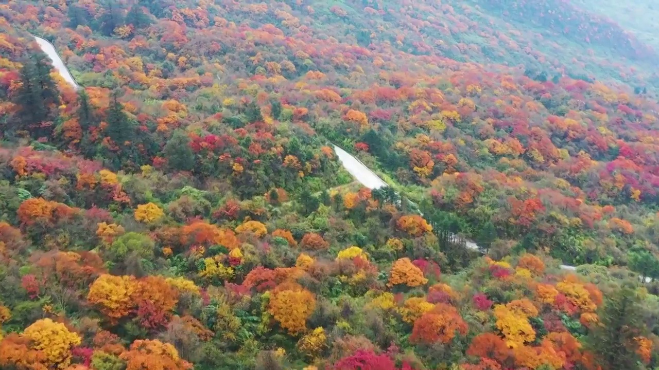 航拍四川峨眉山风景区秋天红叶美丽风光视频素材