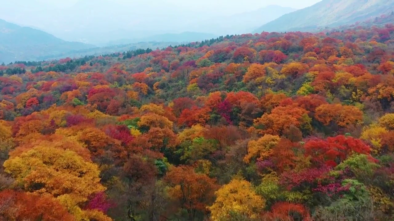 航拍四川峨眉山风景区秋天红叶美丽风光视频素材