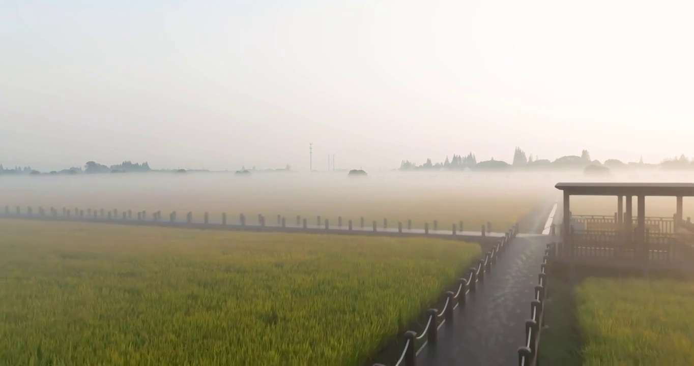 江苏省无锡市锡山区羊尖镇严家桥乡村水稻田风光视频素材