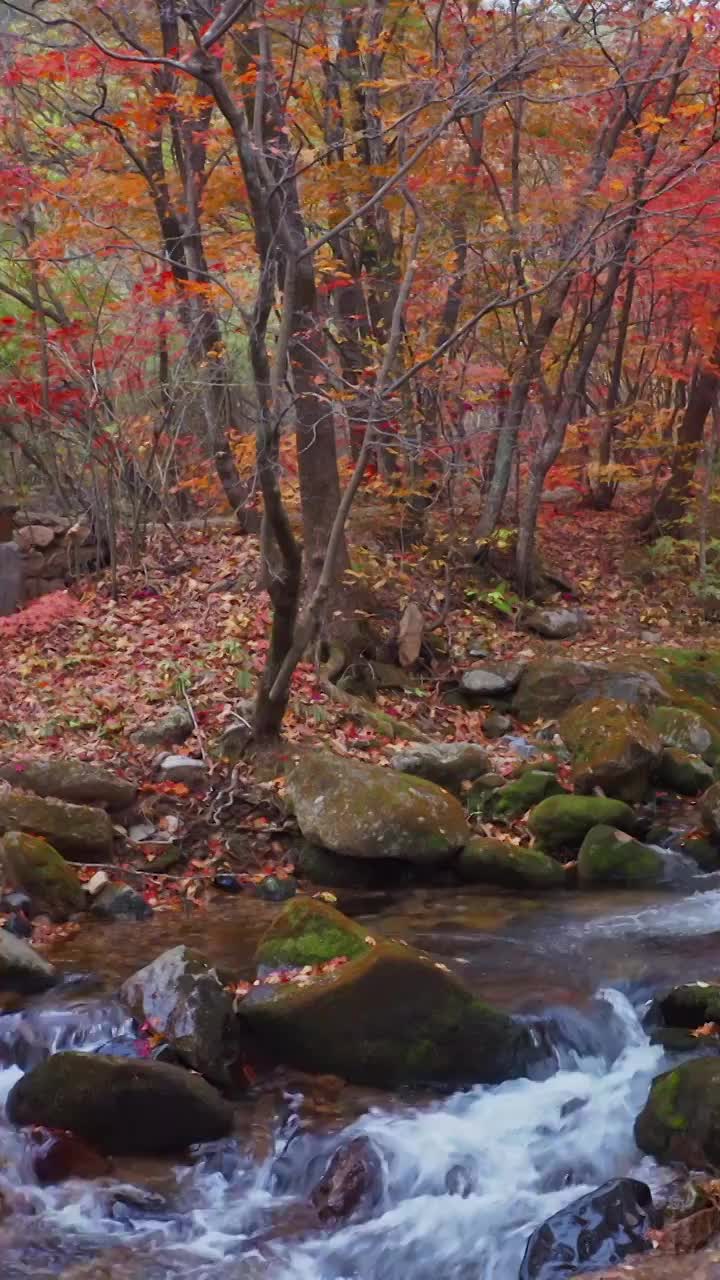 老边沟的秋天，老边沟的红叶与溪水，老边沟景区，东北的秋色，枫叶与流水视频素材