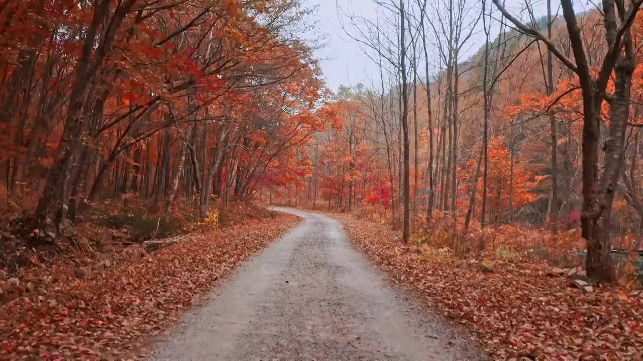 秋天森林中的小路，秋天的森林，本溪的秋天，大地森林公园，东北秋天，诗情画意视频素材