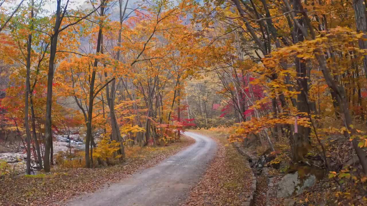 秋天森林中的小路，秋天的森林，本溪的秋天，大地森林公园，东北秋天，诗情画意视频素材