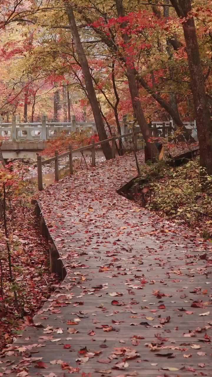 关门山的秋天，本溪关门山，秋天的红叶与落叶，东北的秋天，关门山国家森林公园视频素材