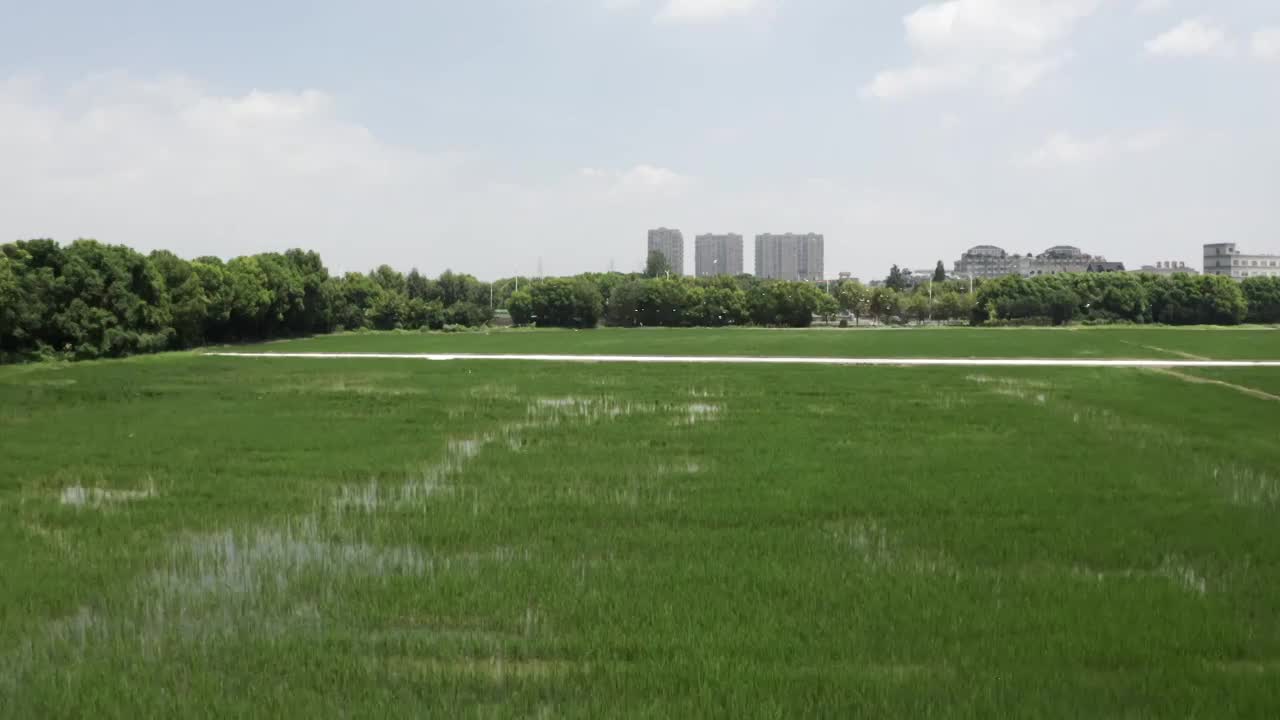 田野里的白鹭鸟视频素材