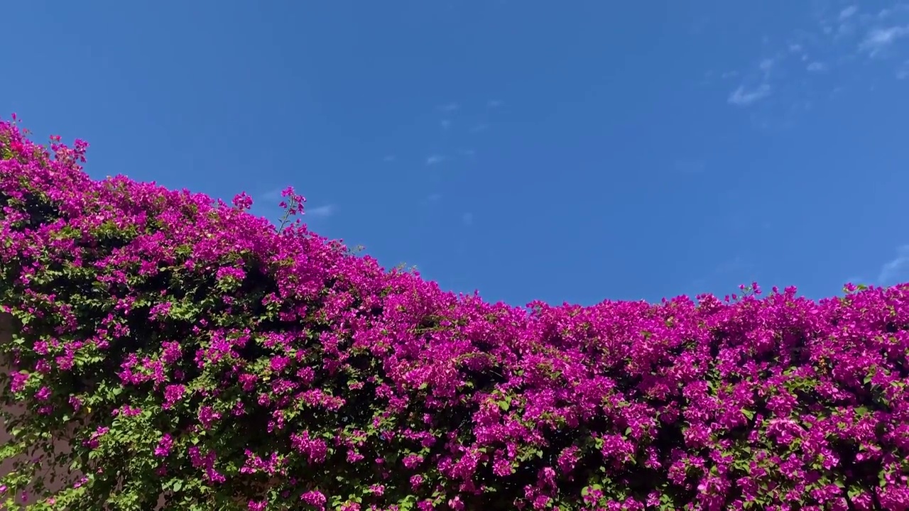 蓝天下的三角梅杜鹃花花海怒放视频素材