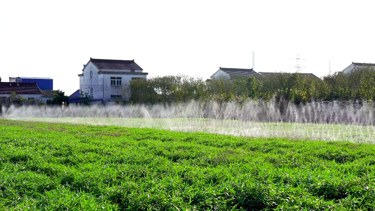 南京八卦洲乡村农田里自动灌溉系统正在喷灌浇水视频素材