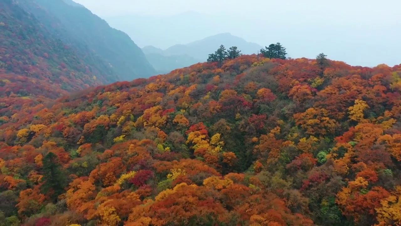 航拍四川峨眉山森林秋色红叶美丽风光视频素材