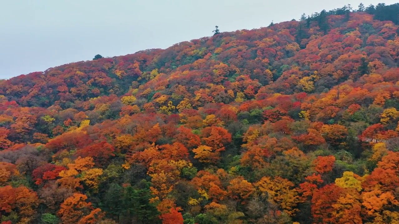 航拍四川峨眉山森林秋色红叶美丽风光视频素材