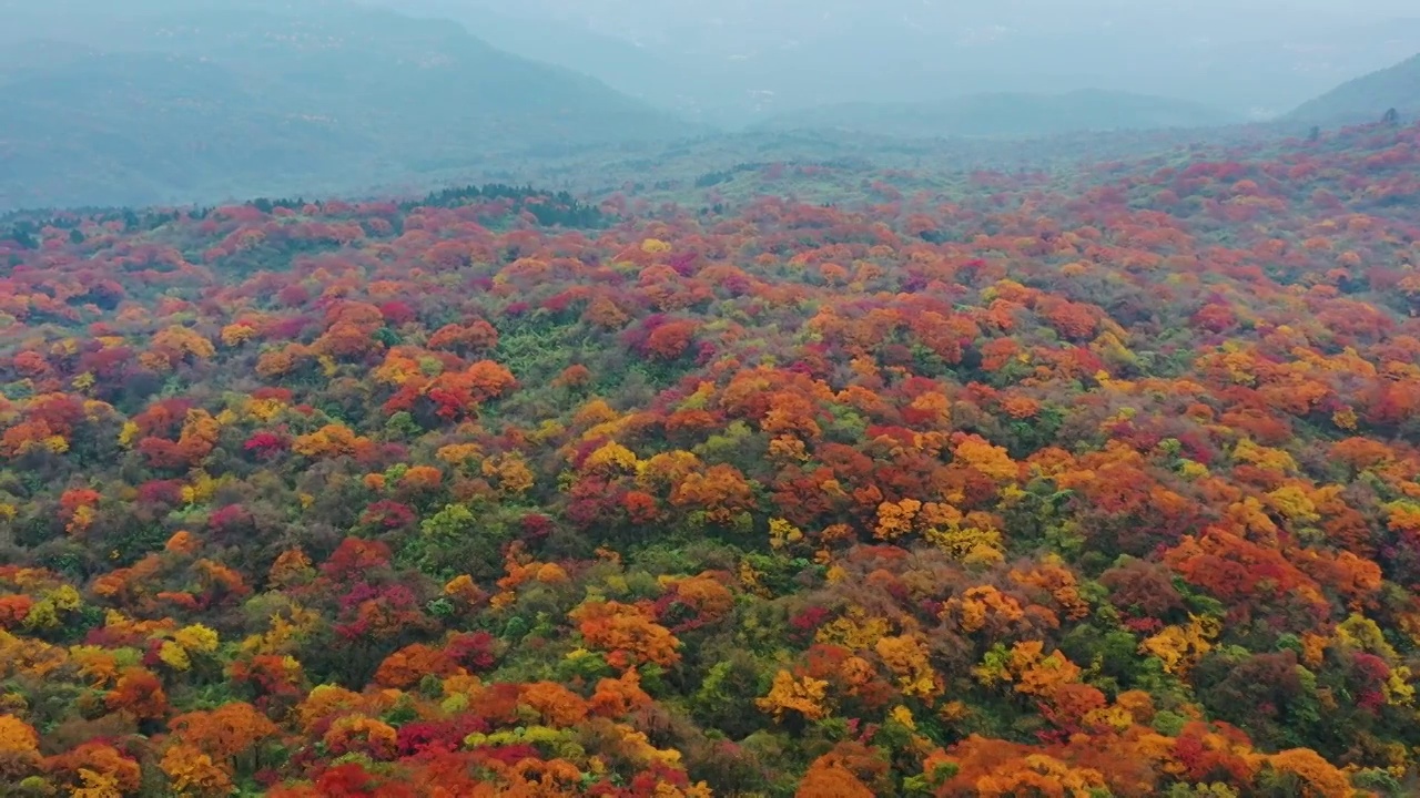 航拍四川峨眉山森林秋色红叶美丽风光视频素材