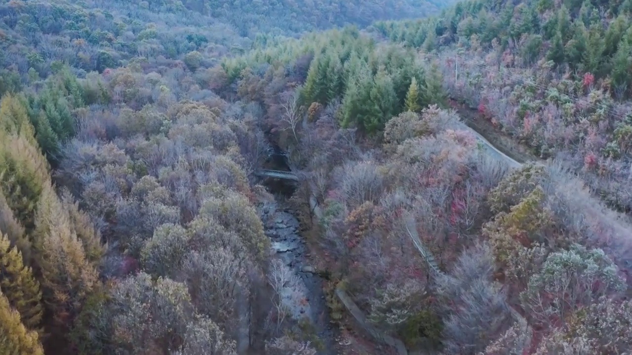 霜降，峡谷中森林的霜，霜降的清晨视频素材